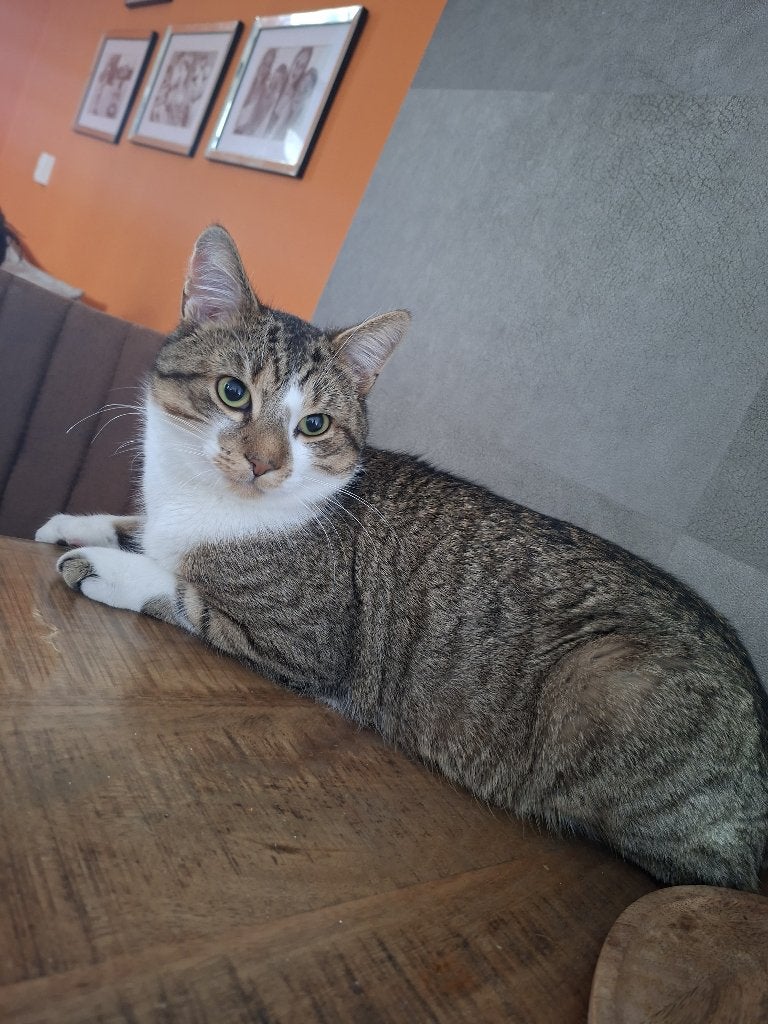 Lieve kater zoekt een liefdevol thuis., Kater, 0 tot 2 jaar