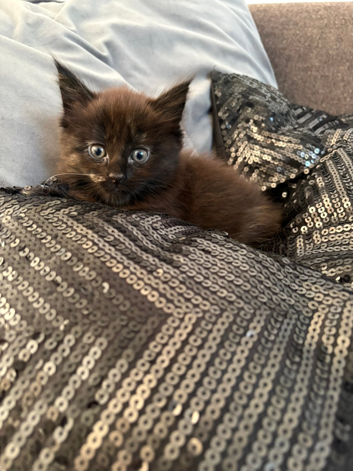 Zwarte maine coon kitten, Poes, Gechipt, 0 tot 2 jaar