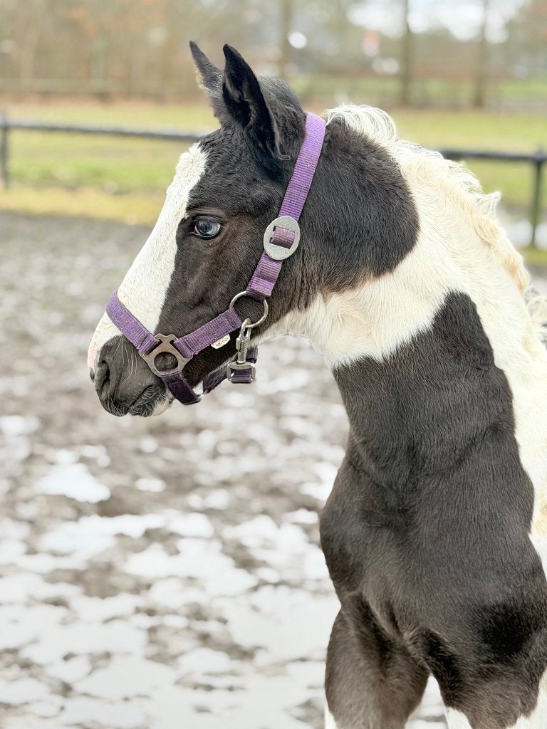 Gezocht Barock Pinto 0-6 jaar, Niet van toepassing, Dressuurpaard, 3 tot 6 jaar, Met stamboom