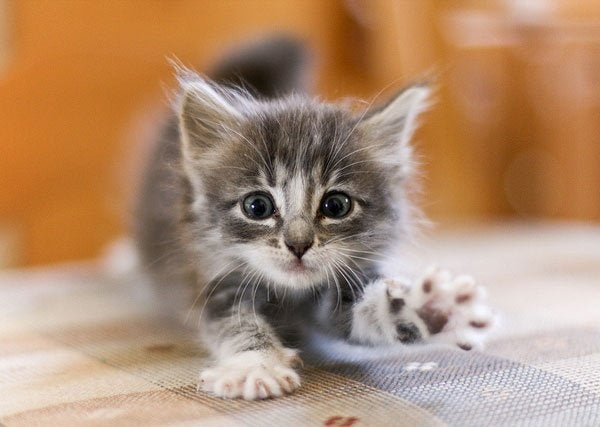 KITTENS - klaar voor een nieuw thuis (Lees de advertentie), Dieren en Toebehoren, Meerdere dieren