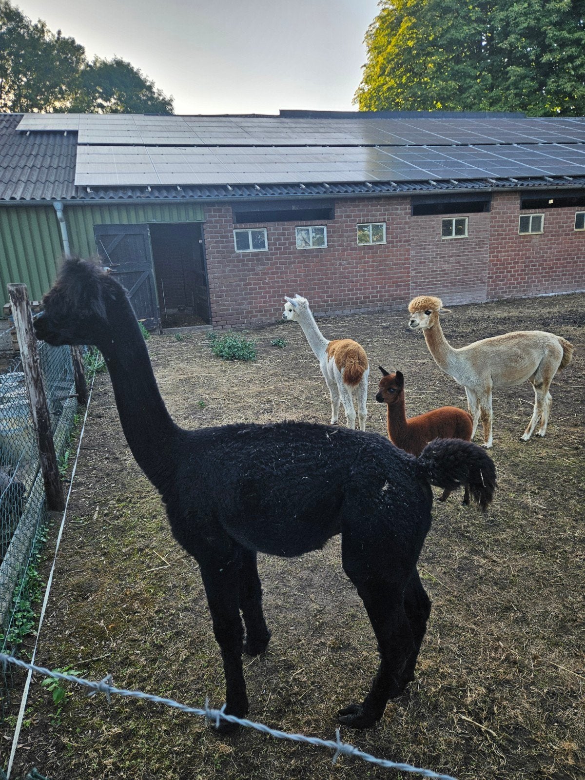 alpaca dekhengst, Oktober, Mannelijk