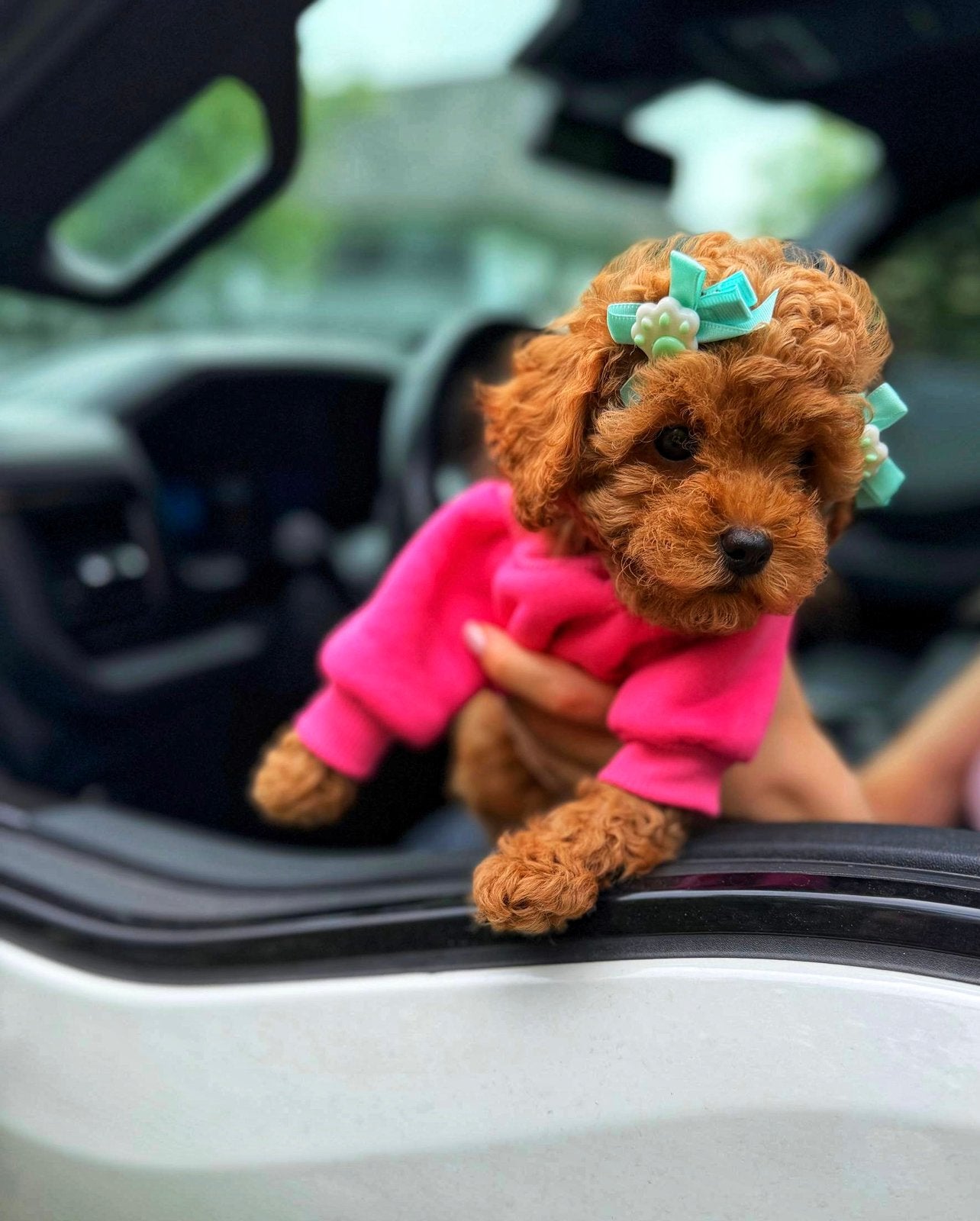 Toy Poodel | Toy Poodle Demi, Poedel, 8 tot 15 weken, Teef, Parvo