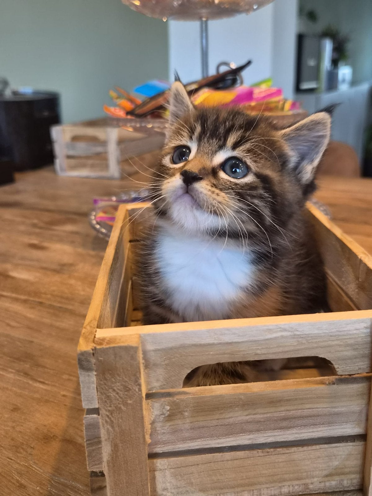 Maine coon X europese korthaar kitten (poes), Poes, Ontwormd