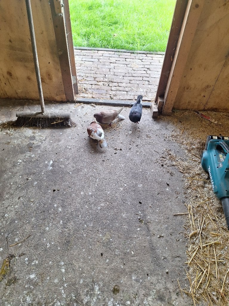 Sierduif, Vrouwelijk, Kropper