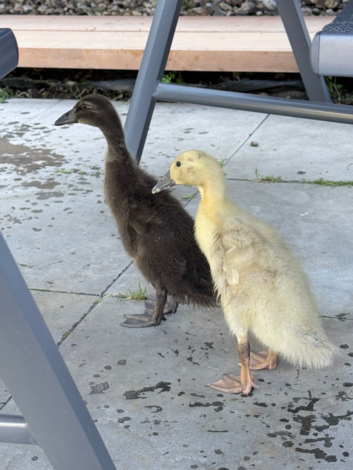 2 Indische loopeenden, Dieren en Toebehoren, Geslacht onbekend, Eend