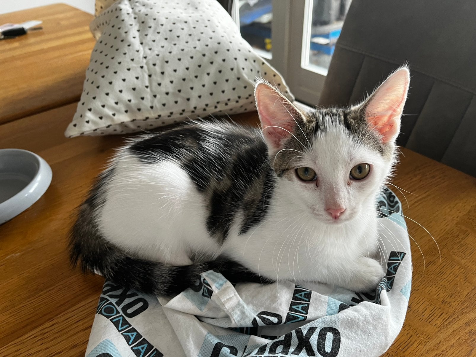 Lief cypers kitten zoek een baasje, Dieren en Toebehoren, Kater