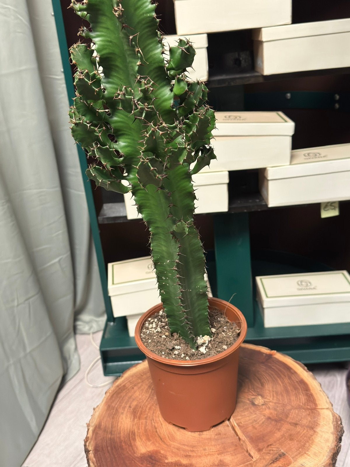 Planten partij uit Failisement Twv €1500, Volle zon, Minder dan 100 cm, Zomer, Overige soorten