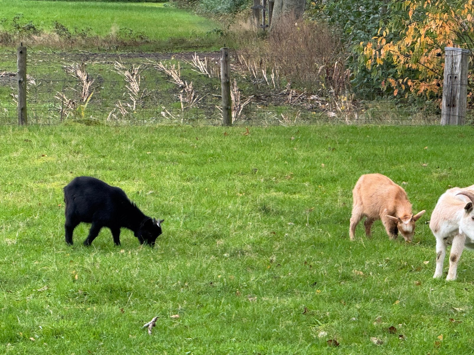 Twee bokjes, dwerggeit, Dieren en Toebehoren, Mannelijk, Geit