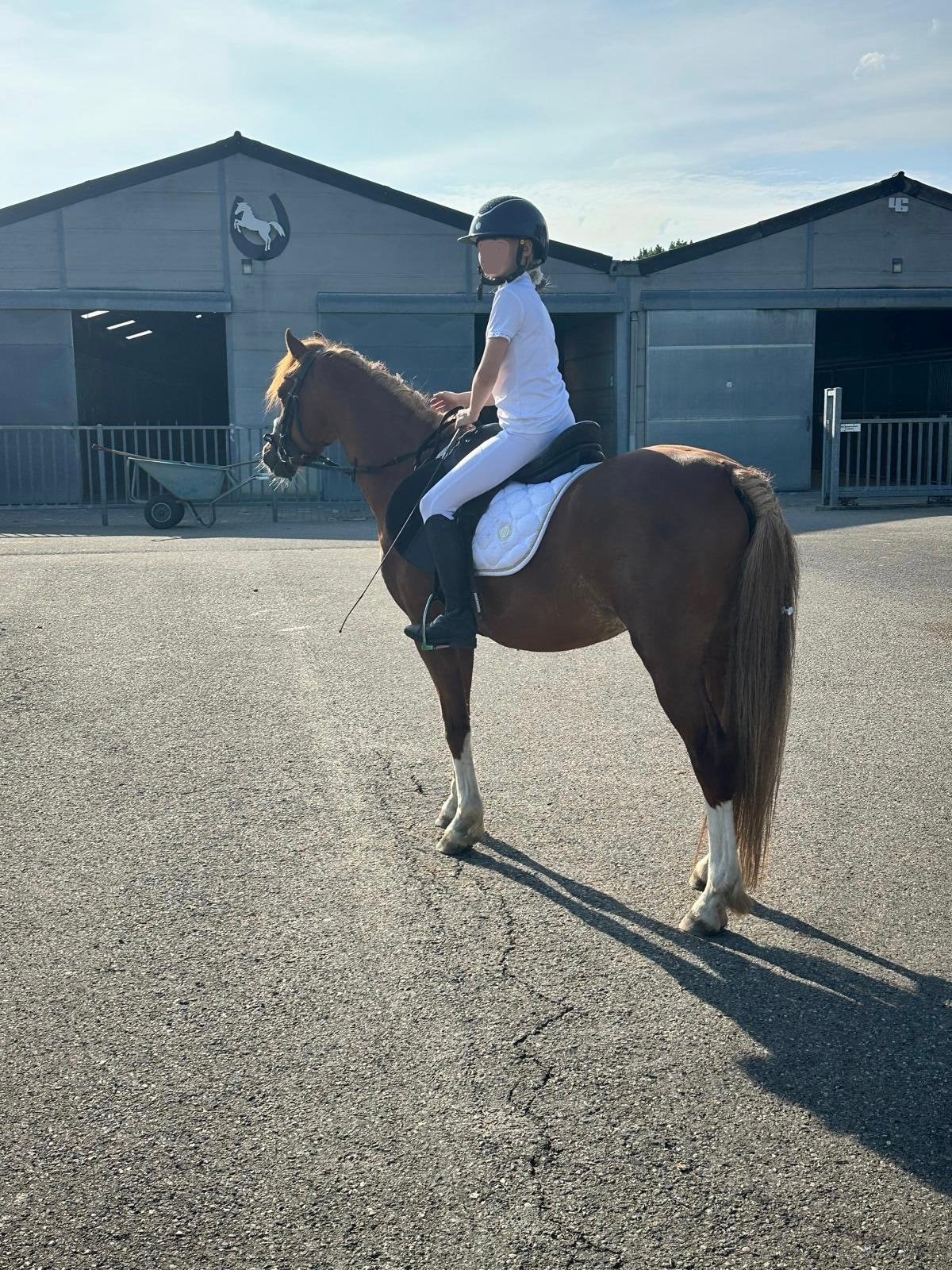 Welse c pony 130cm, Dieren en Toebehoren, Paarden, Minder dan 160 cm, Met stamboom, Ruin, Dressuurpaard