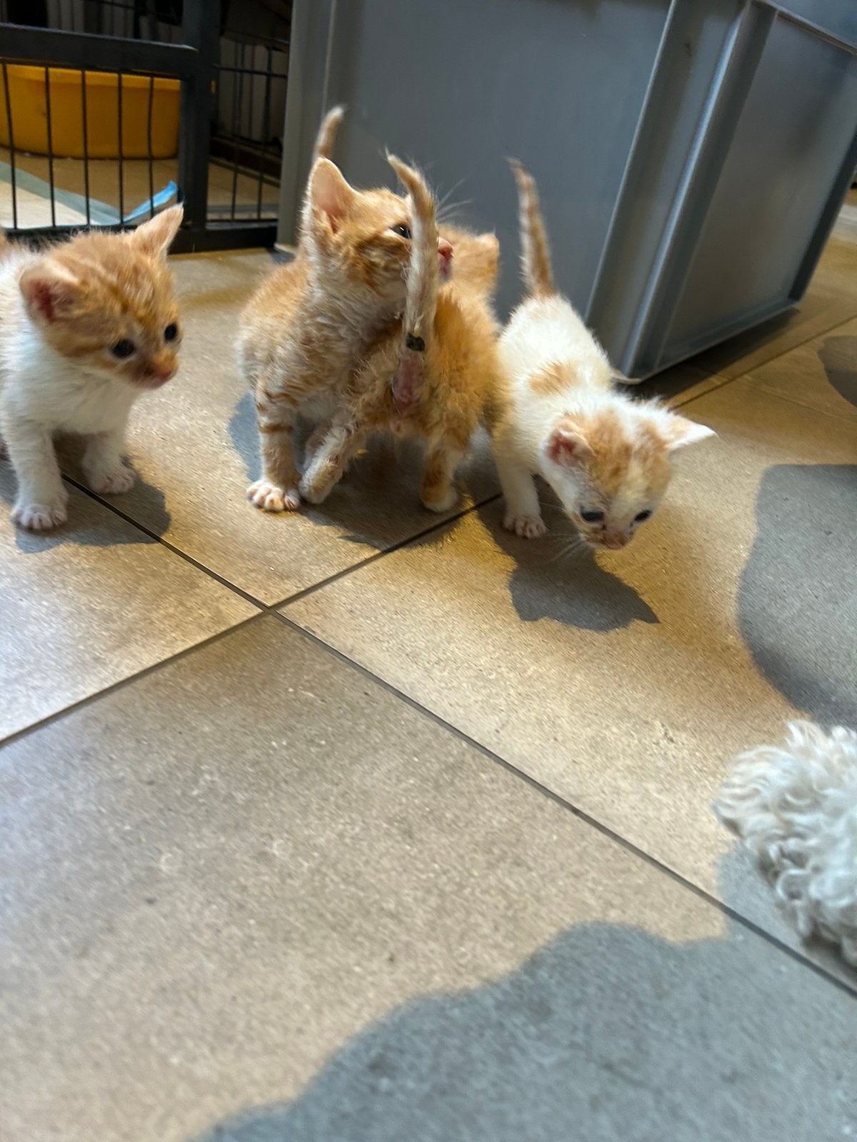 Kittens, Dieren en Toebehoren, Meerdere dieren, Kortharig, 0 tot 2 jaar