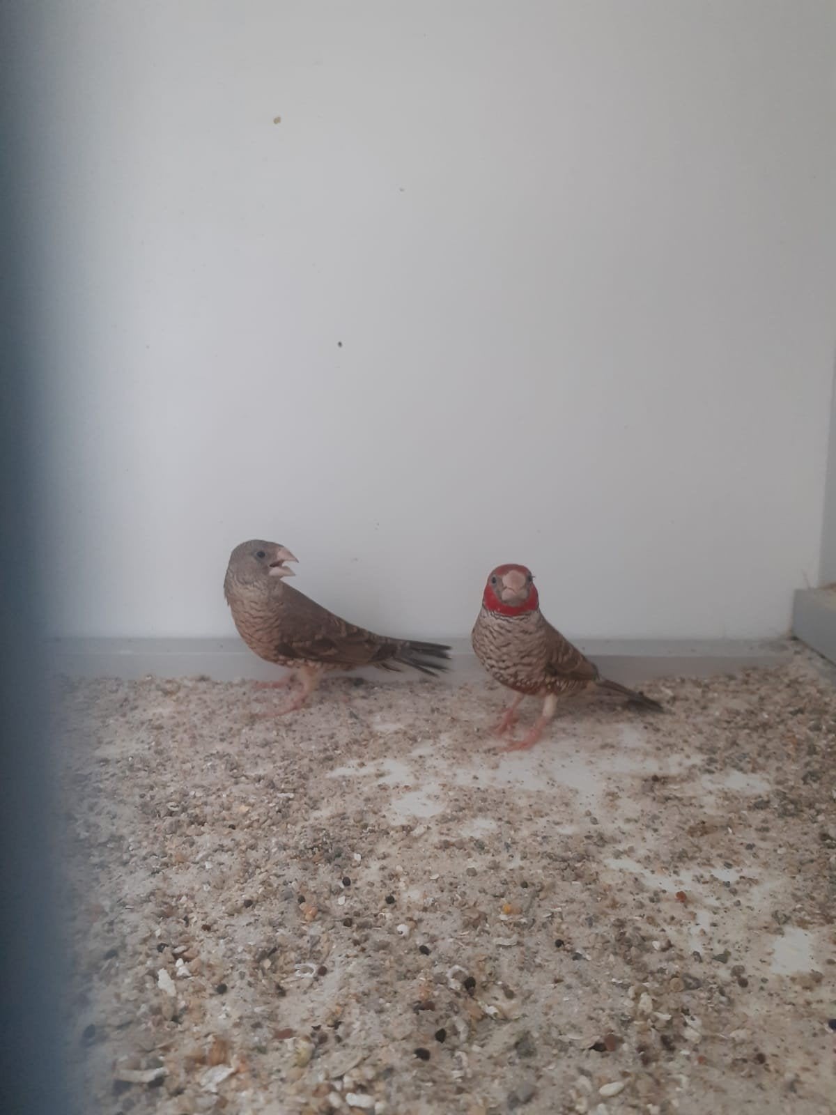 Roodkop amadine, Meerdere dieren