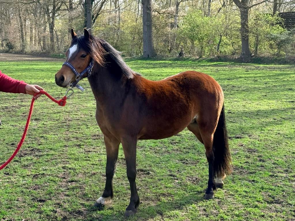 Mooie 2 jarige Welsh merrie, 0 tot 2 jaar, B pony (1.17m tot 1.27m), Onbeleerd, Merrie
