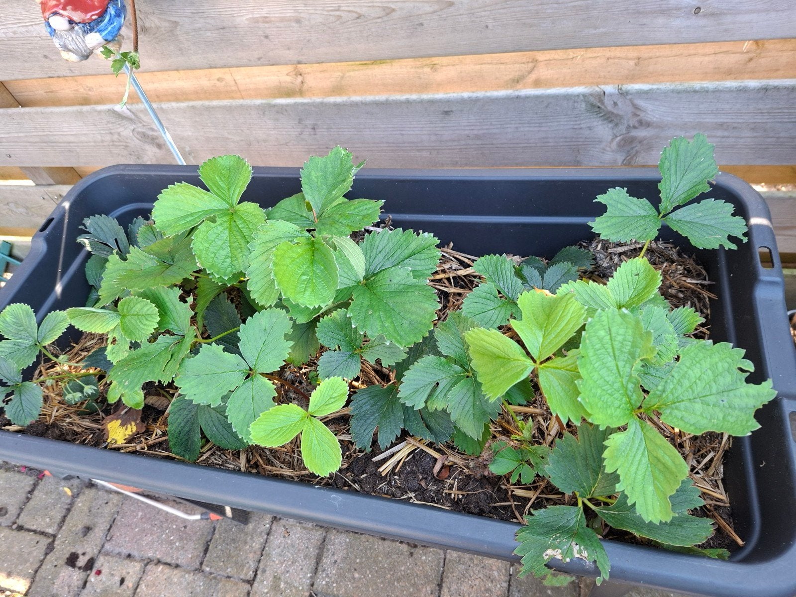 Aardbeien stekjes - 1 euro per stuk, Tuin en Terras, Ophalen of Verzenden