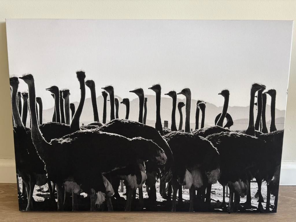 Foto struisvogels op canvas, Ophalen, Zo goed als nieuw