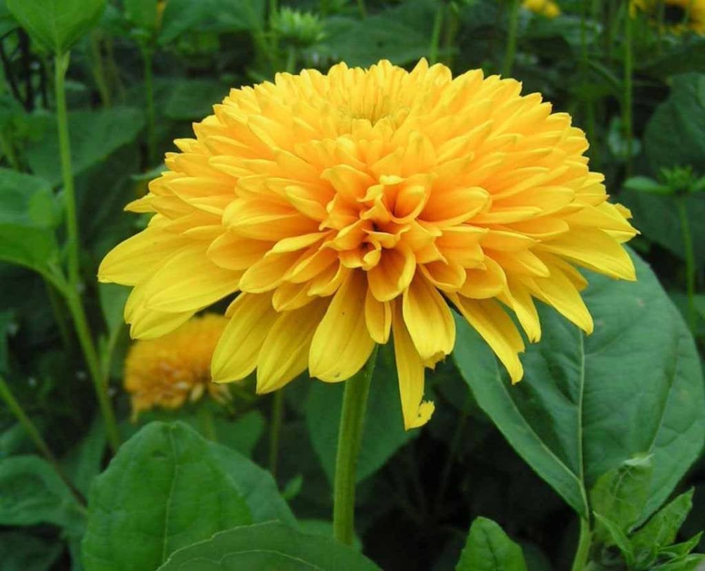 Helianthus decapetalus 5 euro, Tuin en Terras, Planten | Tuinplanten, Volle zon, Vaste plant, Zomer, Ophalen
