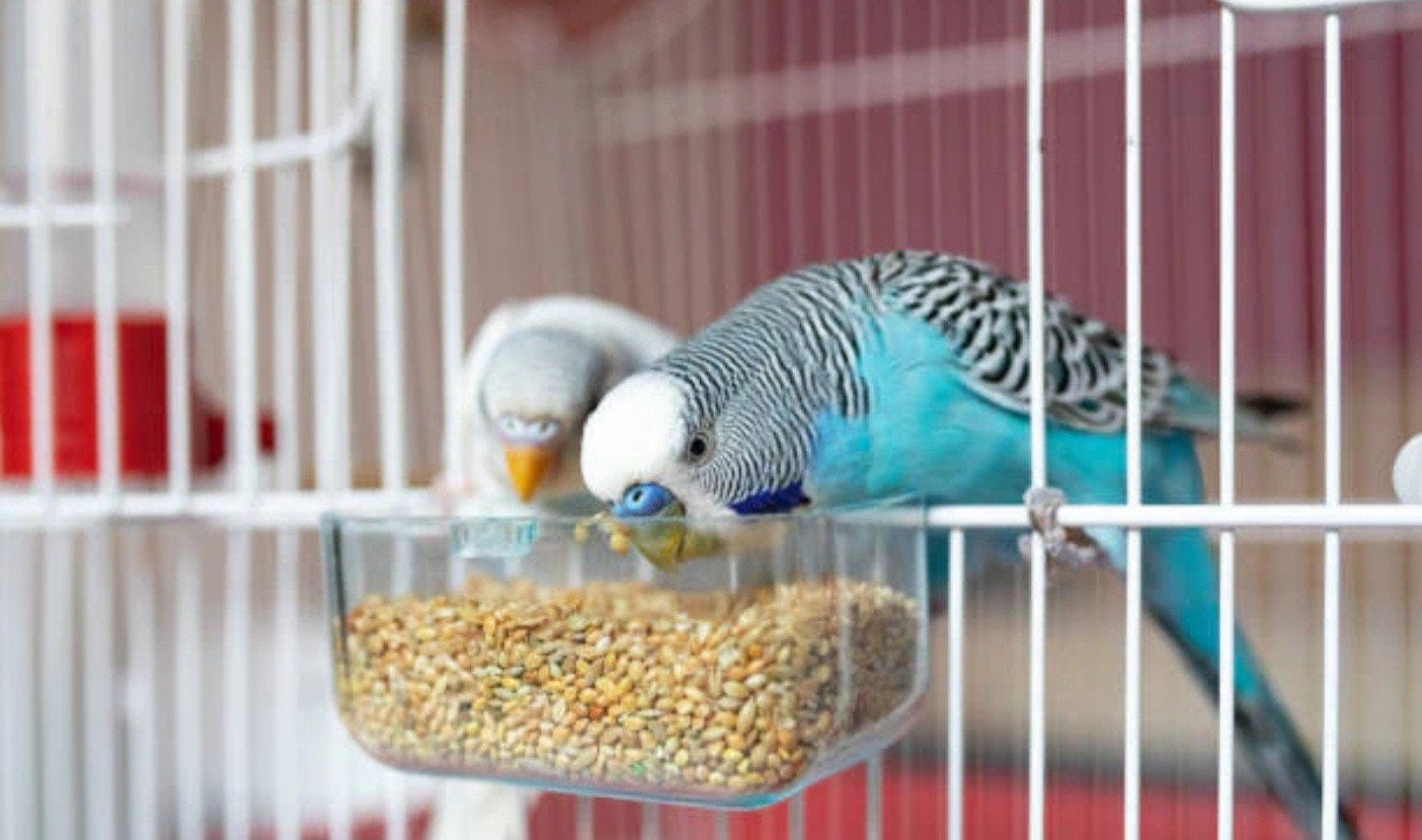 Vogel opvang voor de zomer, Meerdere dieren