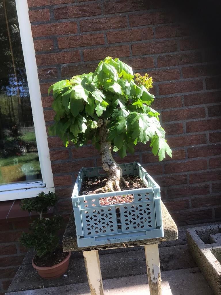 Mooie acer bonsai met dikke stam, Ophalen, Bloeit niet, Halfschaduw, Overige soorten