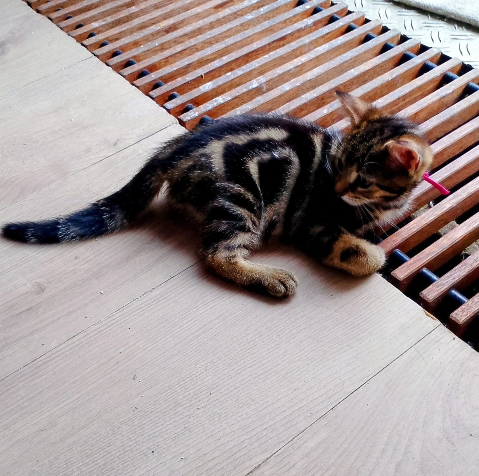 Brits korthaar golden tabby blotched 10 weken mogen verhuize, Dieren en Toebehoren, Katten en Kittens | Raskatten | Korthaar, Meerdere dieren
