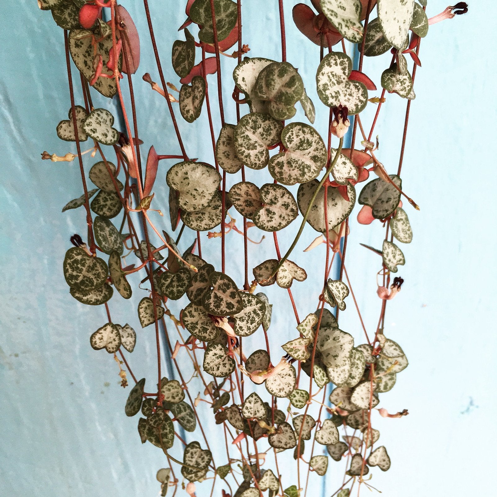 String of hearts, meerdere varianten, zie advertentie, Huis en Inrichting, Ophalen of Verzenden, Halfschaduw, Minder dan 100 cm
