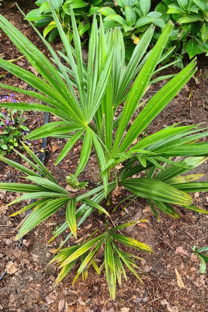 Chinese waaierpalm, Ophalen, Overige soorten, Volle zon