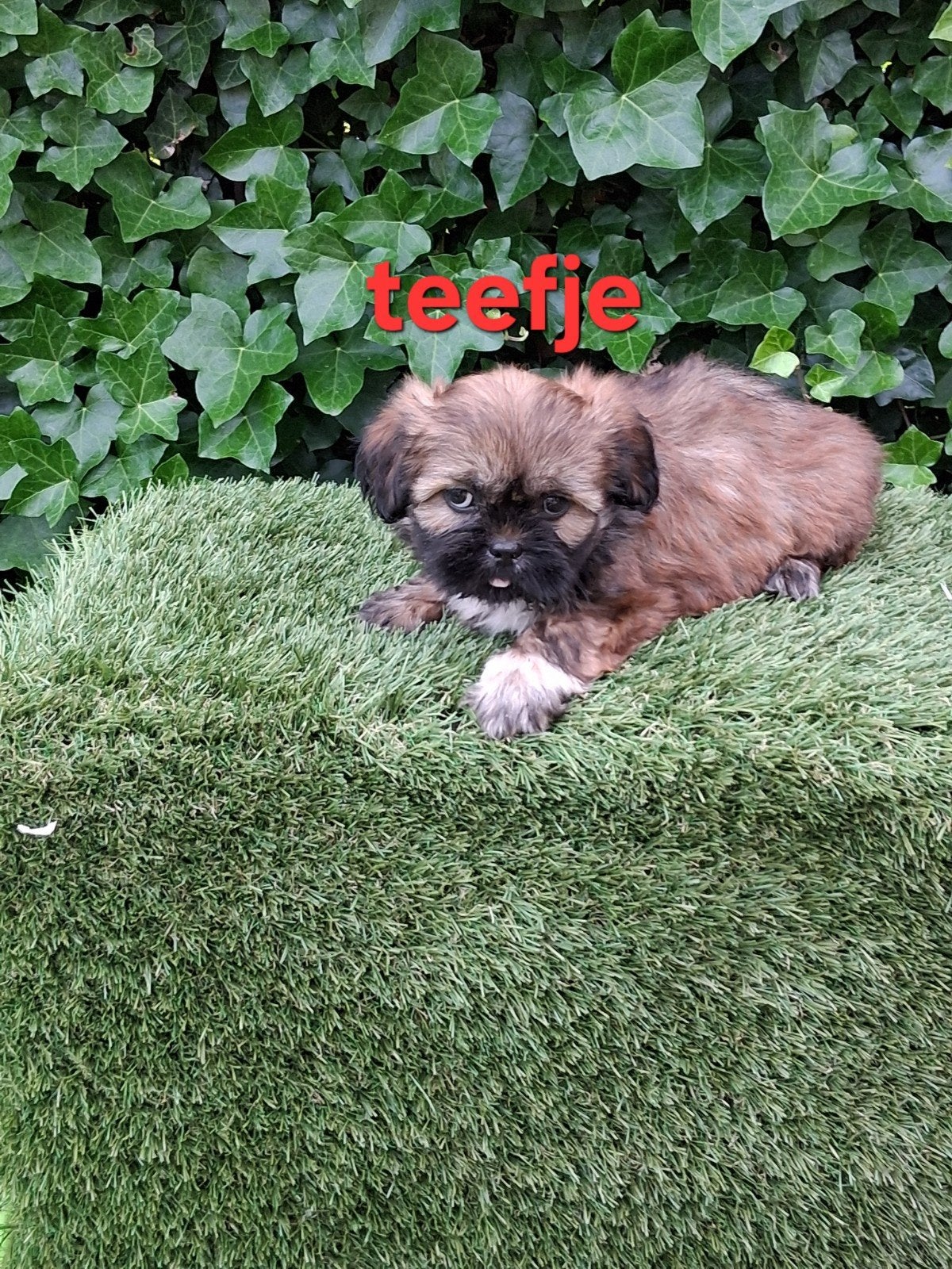 Te koop mooie kleinblijvende speelse boomer pups, Dieren en Toebehoren, Parvo, 8 tot 15 weken, Meerdere, Meerdere dieren