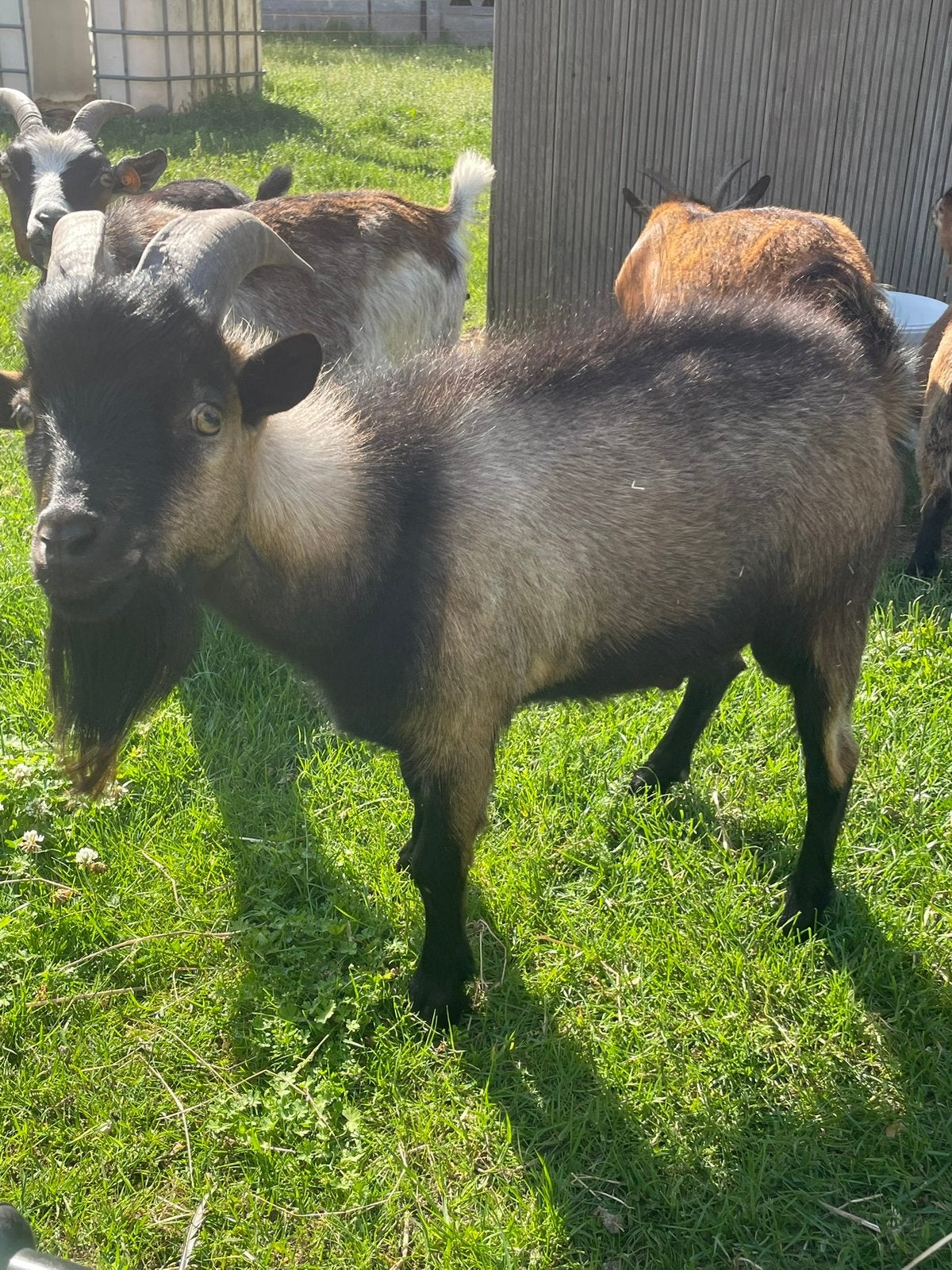 Mooie dwerggeitjes, Dieren en Toebehoren, Schapen, Geiten en Varkens, Meerdere dieren, Geit