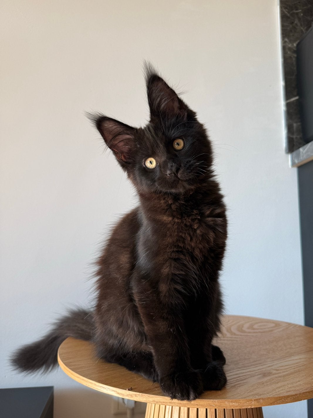 Maine Coon Kitten / mag direct verhuizen, Poes, Gechipt
