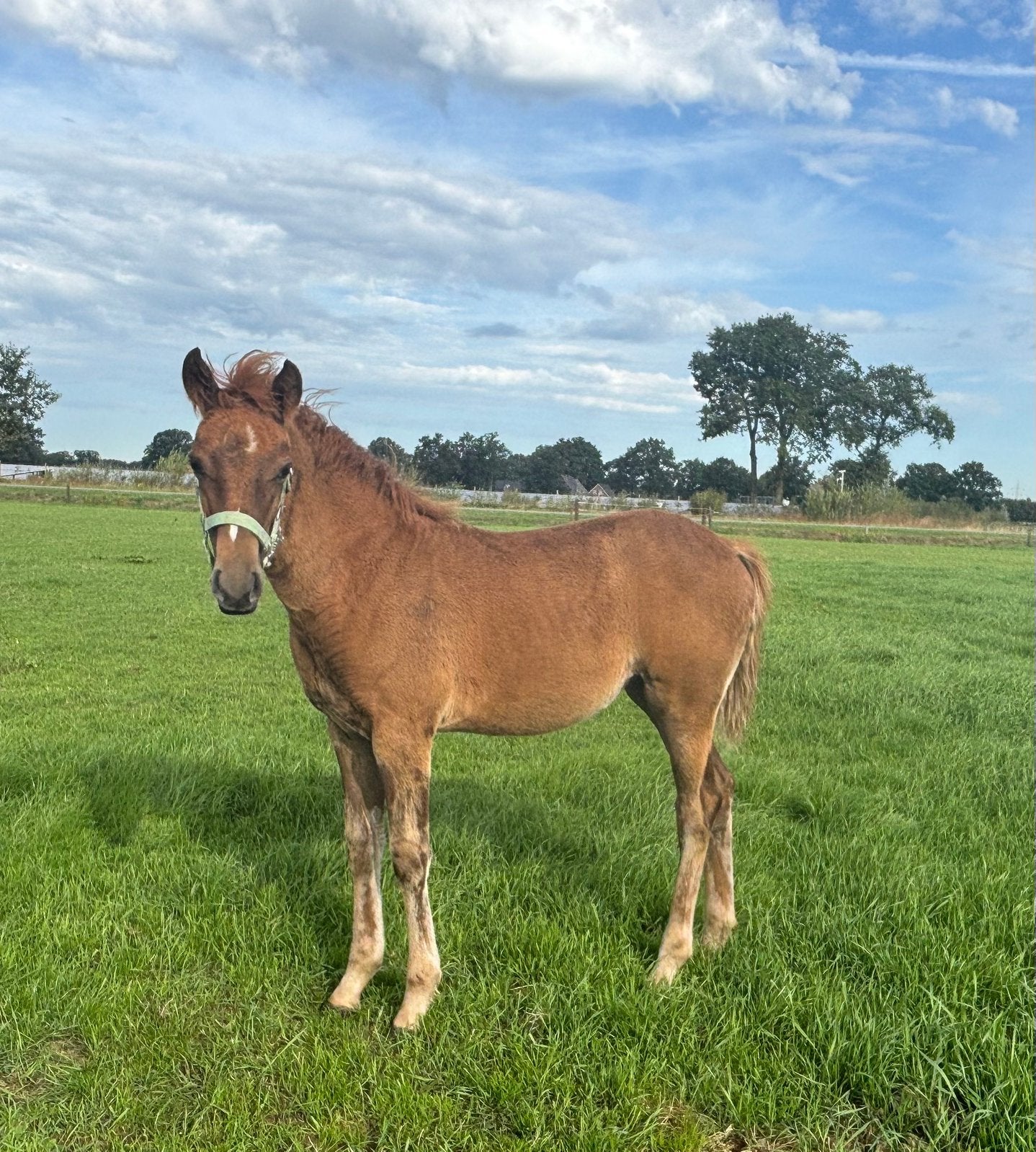 Veelbelovend New Forest merrie veulen, Merrie, 0 tot 2 jaar