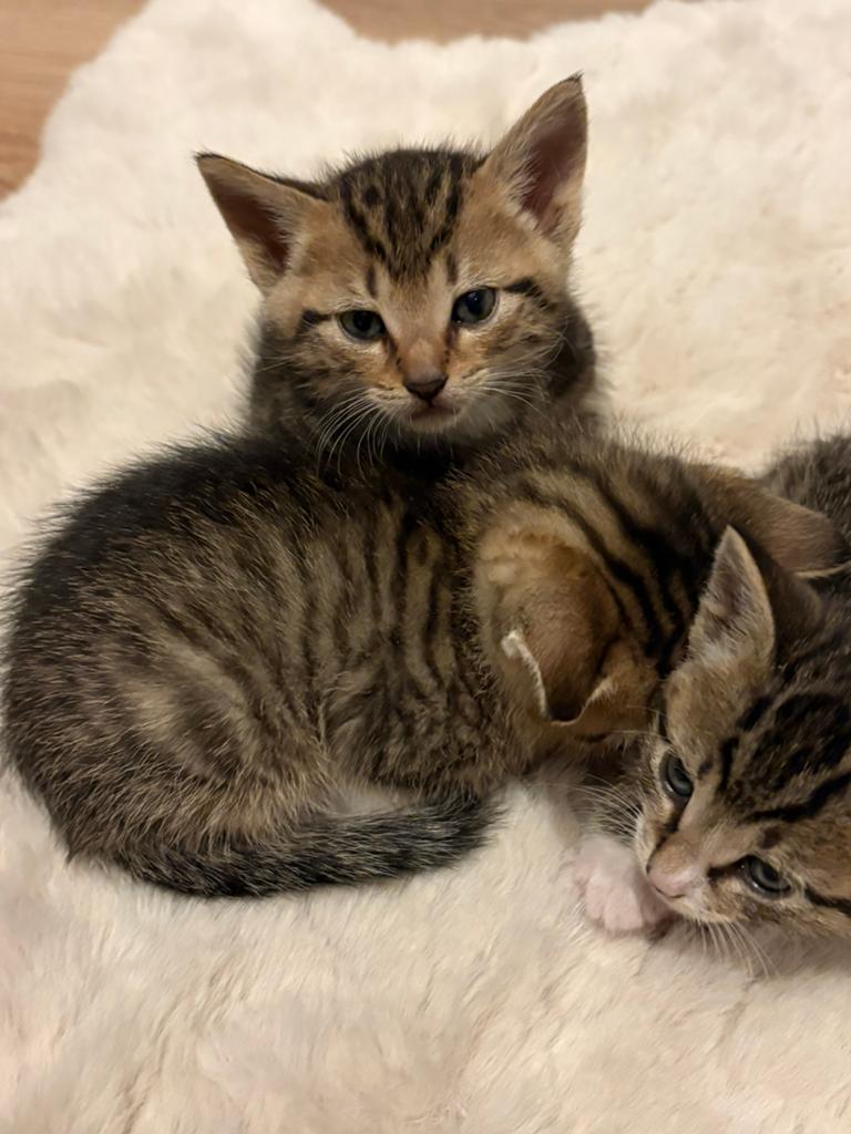 Kittens, Dieren en Toebehoren, Katten en Kittens | Raskatten | Korthaar, Meerdere dieren, Ontwormd