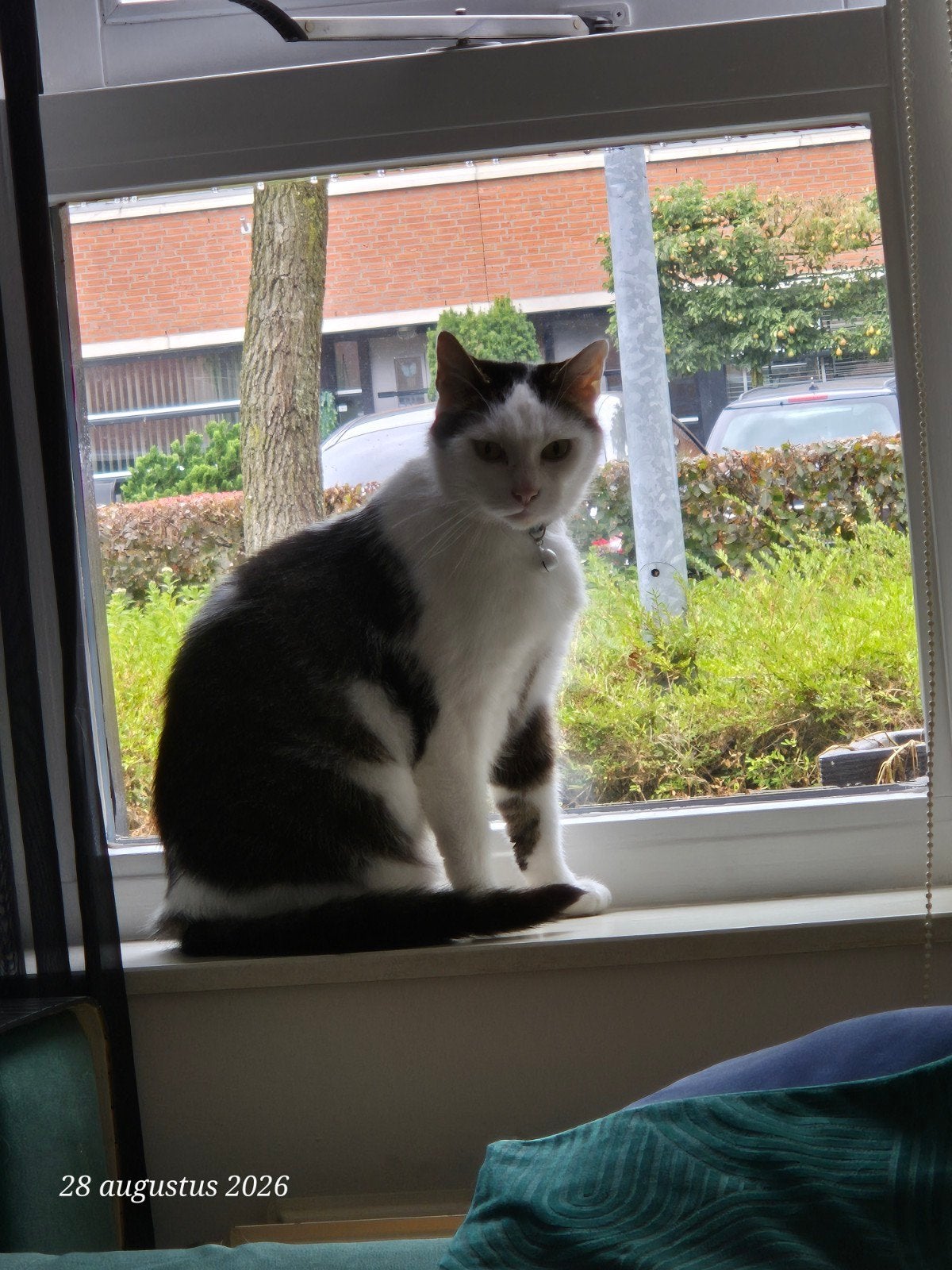 Kater ter Adoptie, Kater, Kortharig, 6 jaar of ouder