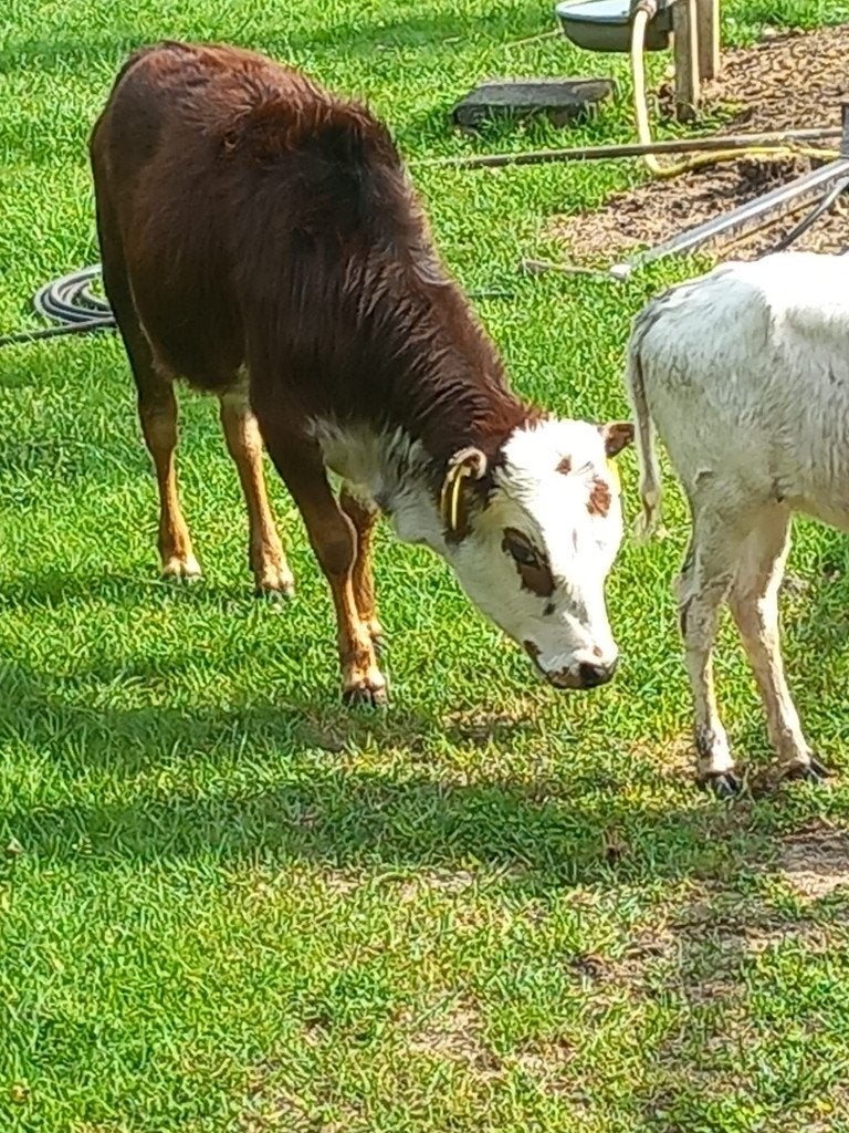 mini zeboe  dwerg zeboe  zebu   Dek stiertjes  en  kalfjjes, Meerdere dieren