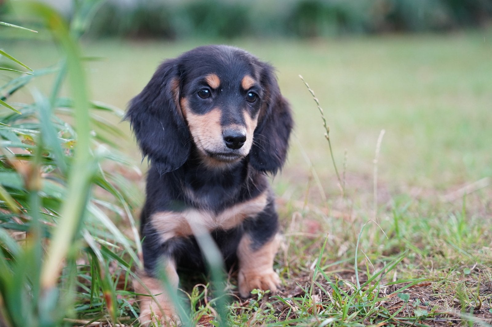 Mooie langharige teckel pups, Dieren en Toebehoren, Parvo, Nederland, 8 tot 15 weken, Dwerg