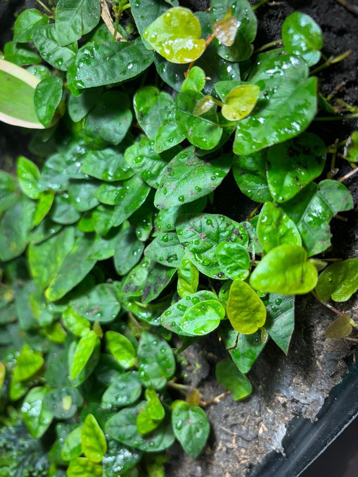 Terrariumplant ficus Green sunny, Ophalen of Verzenden, Overige soorten, Minder dan 100 cm