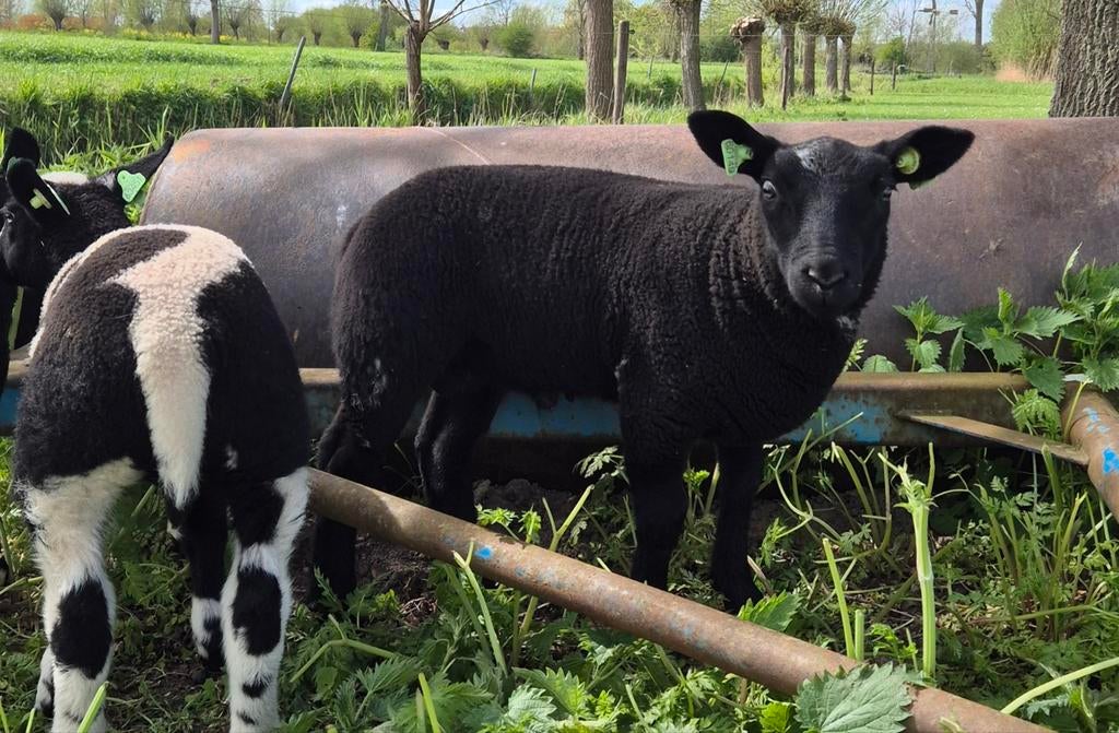 Ram, Dieren en Toebehoren, Schapen, Geiten en Varkens, Mannelijk, Schaap, 0 tot 2 jaar