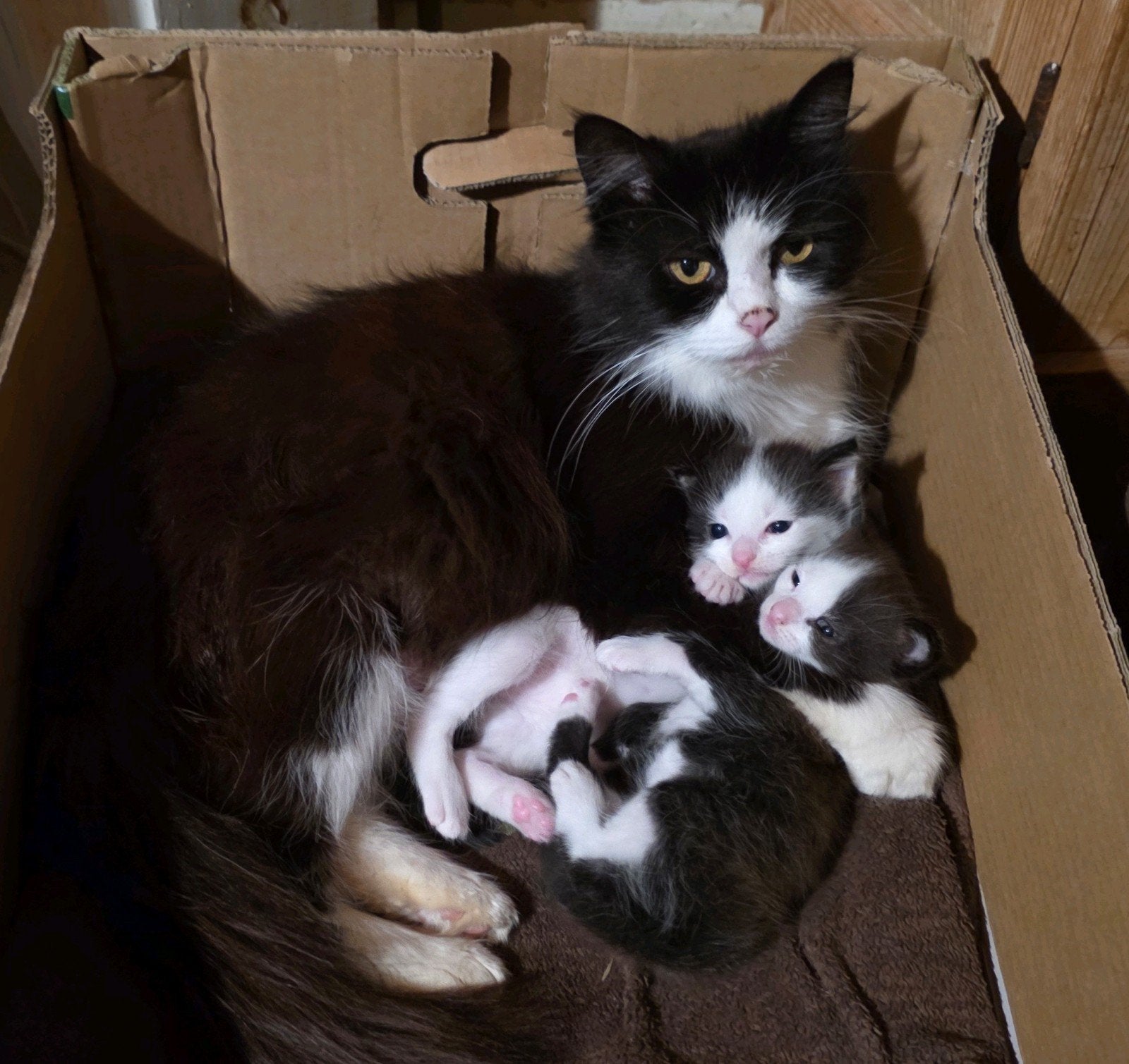 Zeer lieve en mensgerichte Main Coon X kittens