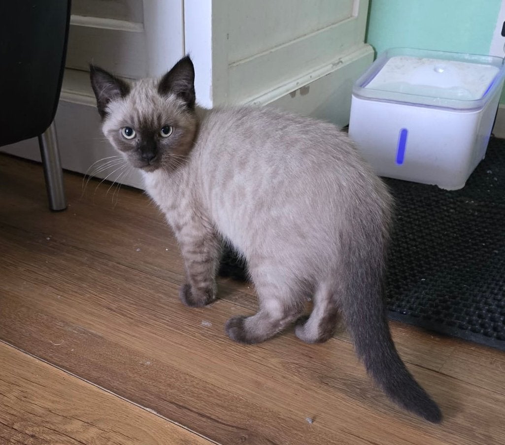 Ragdoll kittens, Dieren en Toebehoren, Meerdere dieren, Ontwormd, 0 tot 2 jaar