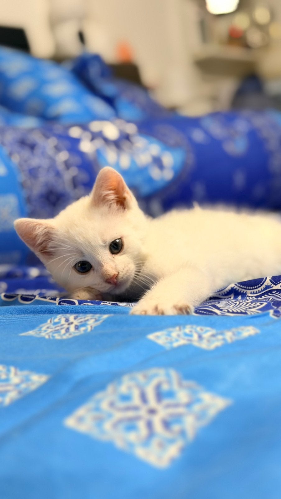 Kittens, Dieren en Toebehoren, Meerdere dieren, Kortharig, 0 tot 2 jaar