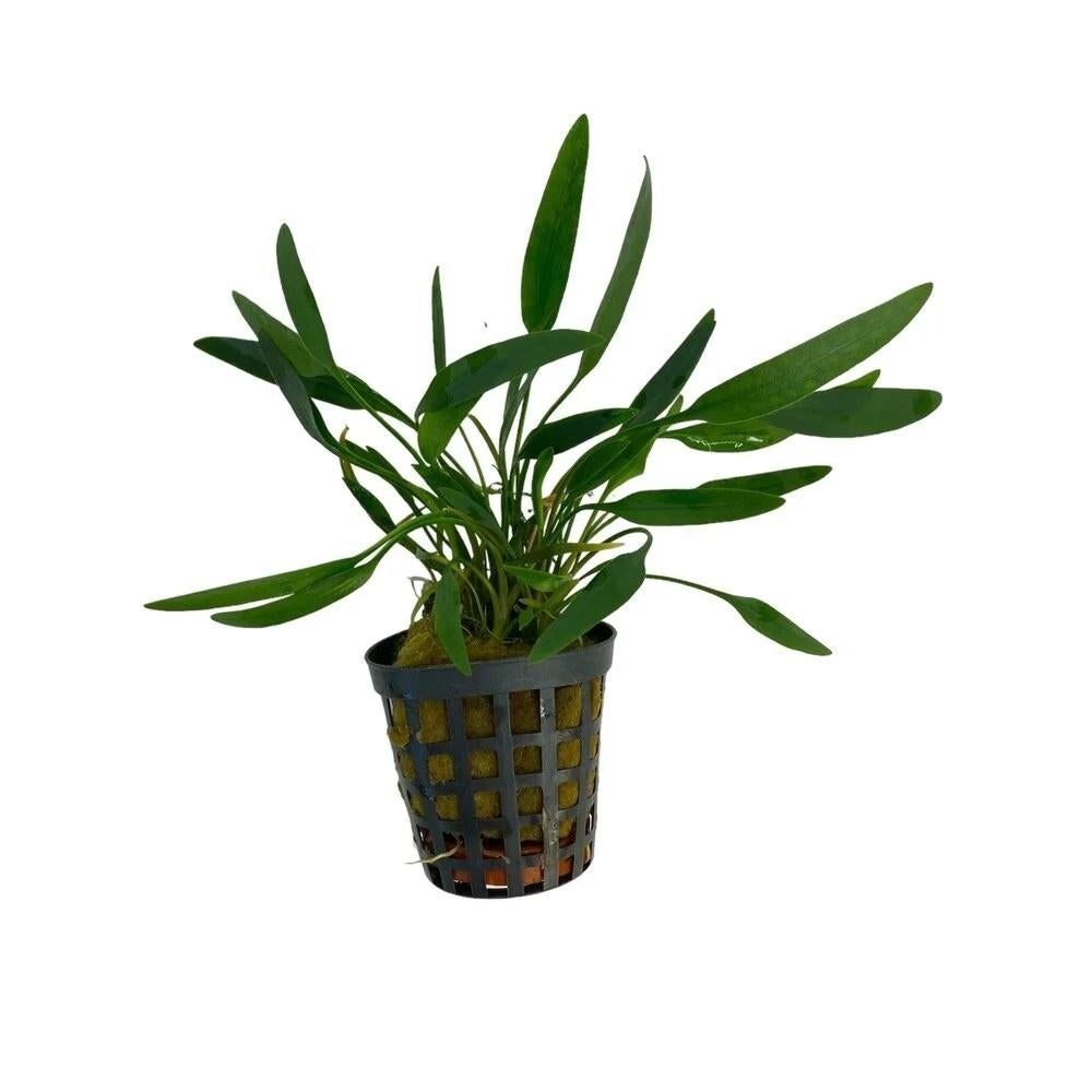 cryptocoryne amicorum €4,95, Dieren en Toebehoren, ., Plant(en), Steen of Hout, Nieuw, Ophalen of Verzenden