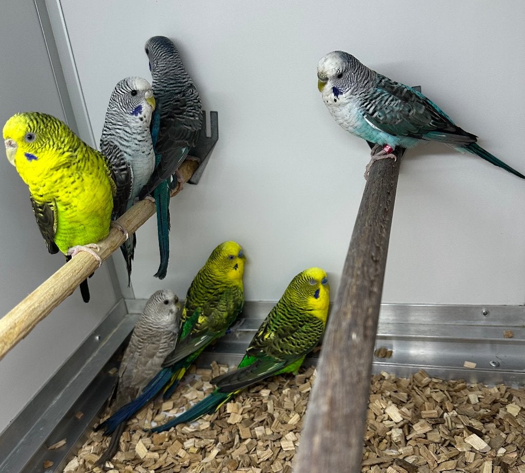 Blackwing parkieten koppels, Dieren en Toebehoren, Vogels | Parkieten en Papegaaien, Meerdere dieren, Parkiet
