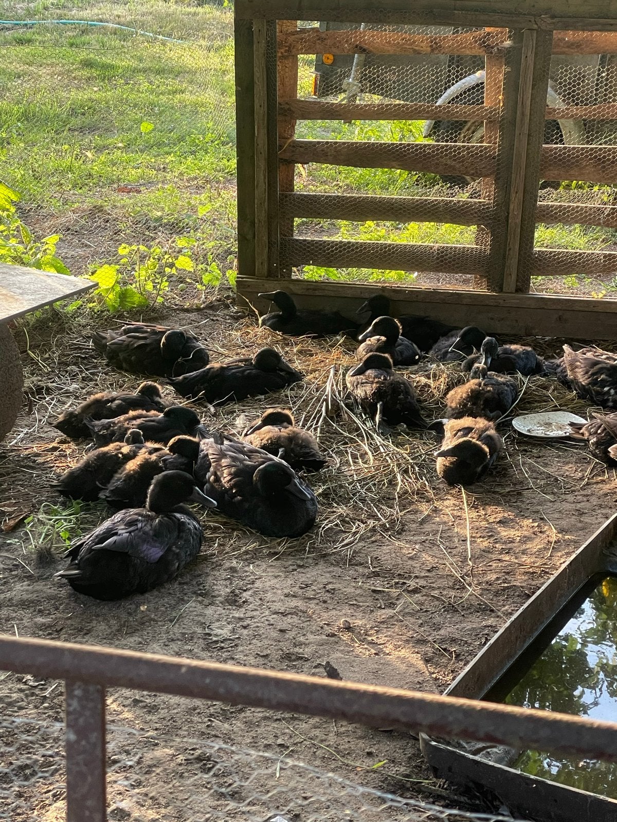 Black Cayuga Eenden Te Koop, Dieren en Toebehoren, Pluimvee, Meerdere dieren, Eend