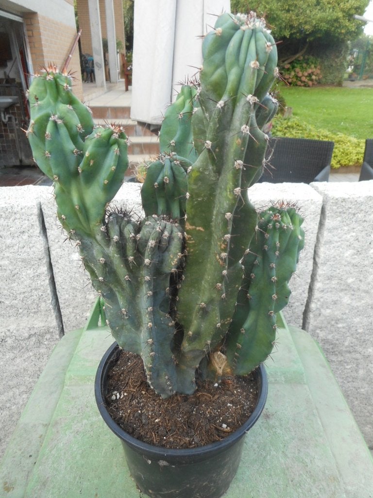 Planten, Tuin en Terras, Ophalen of Verzenden, Vaste plant, Overige soorten, Volle zon