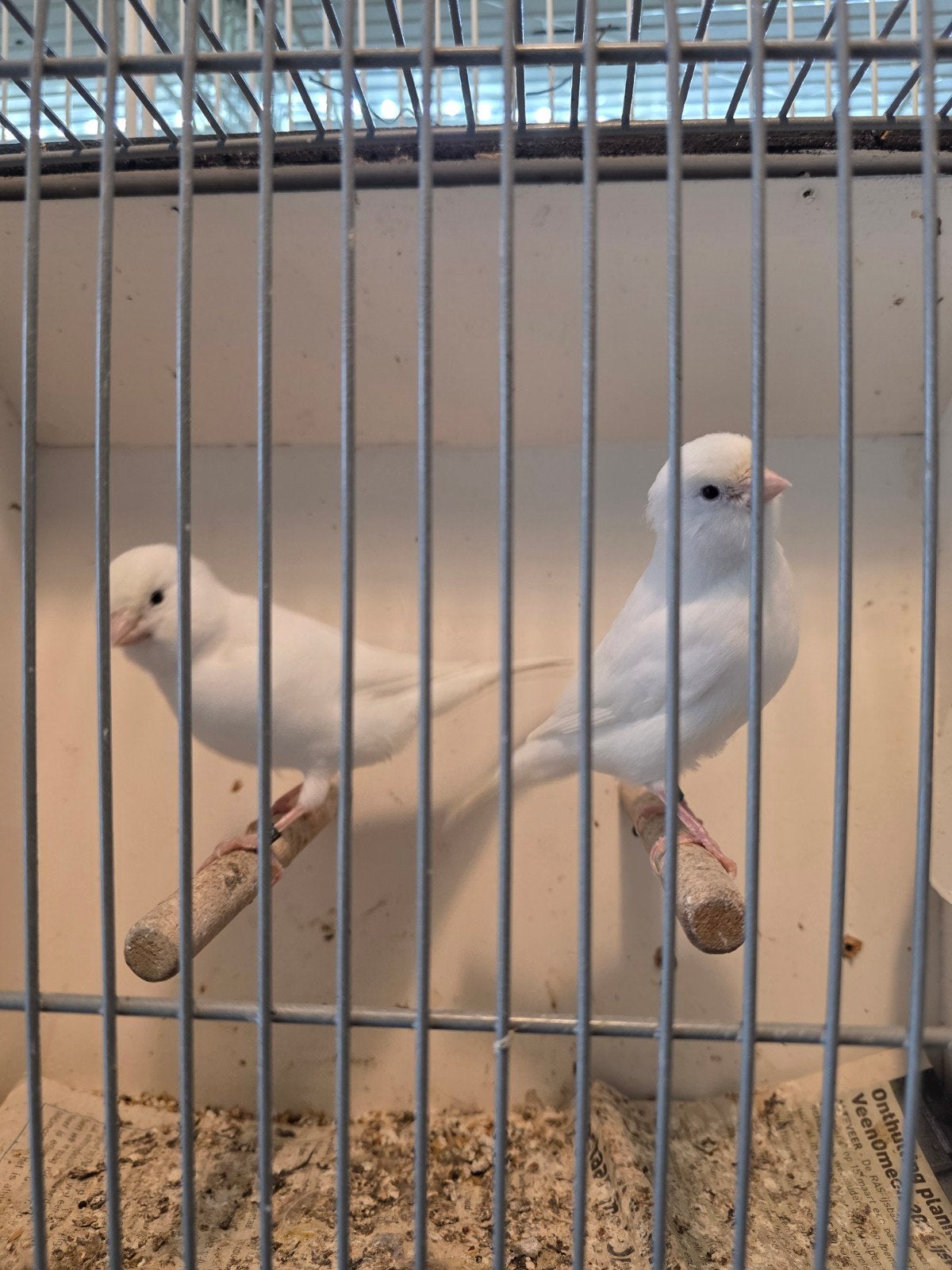 Kanarie te koop, Dieren en Toebehoren, Vogels | Kanaries, Mannelijk, Kleurkanarie