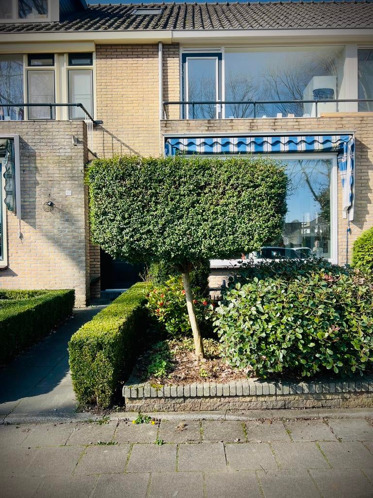 Japanse hulst (Ilex crenata) op stam, vol & perfect, 180 cm, Tuin en Terras, Planten | Tuinplanten, Vaste plant, Bloeit niet, Halfschaduw