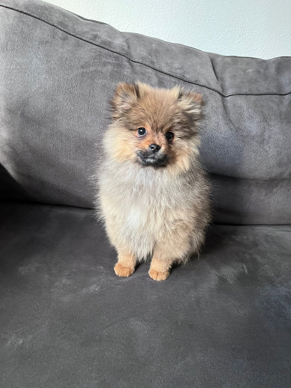 🐶 Teddydog x Pomeriaan pups (mannetje), 15 weken tot 1 jaar, Parvo, Eén hond, Nederland