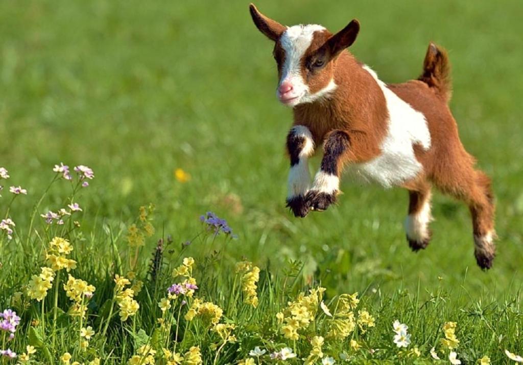 Gezocht 2 mini dwerggeitjes , geen bokjes, Mannelijk, Geit