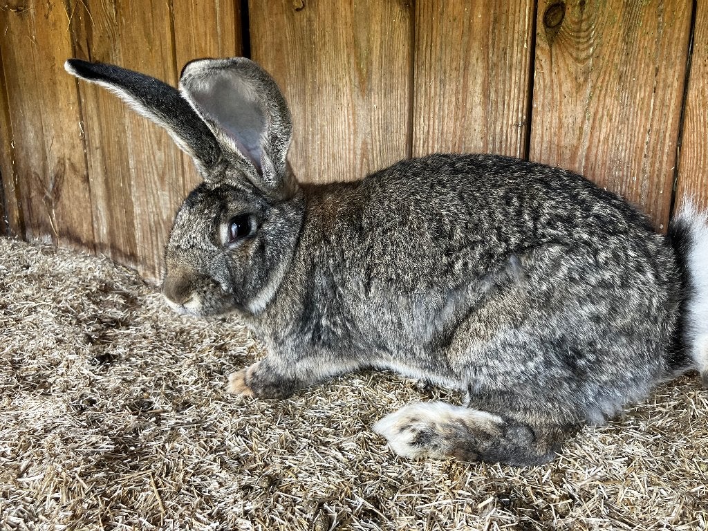 Vlaamse reuzen, Dieren en Toebehoren, Meerdere dieren, Groot, 0 tot 2 jaar