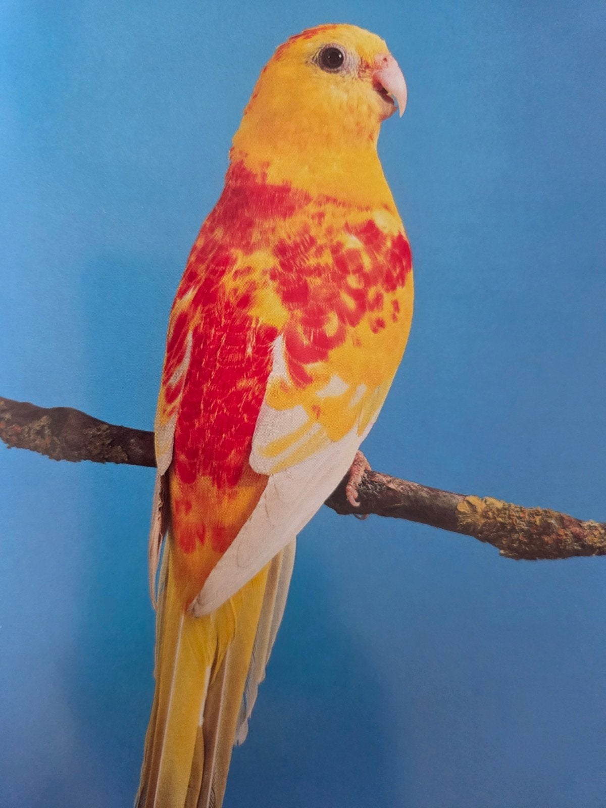roodrugparkieten, Meerdere dieren, Tropenvogel
