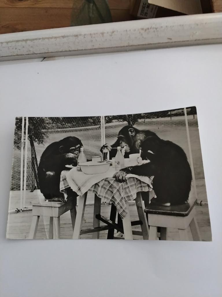 ROTTERDAM. DIERGAARDE. BLIJDORP 1965, Ophalen of Verzenden, 1960 tot 1980
