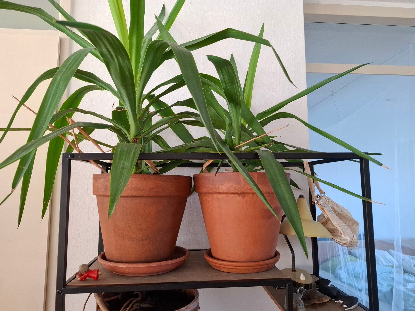 4x yucca met pot, Ophalen, Overige soorten, Volle zon