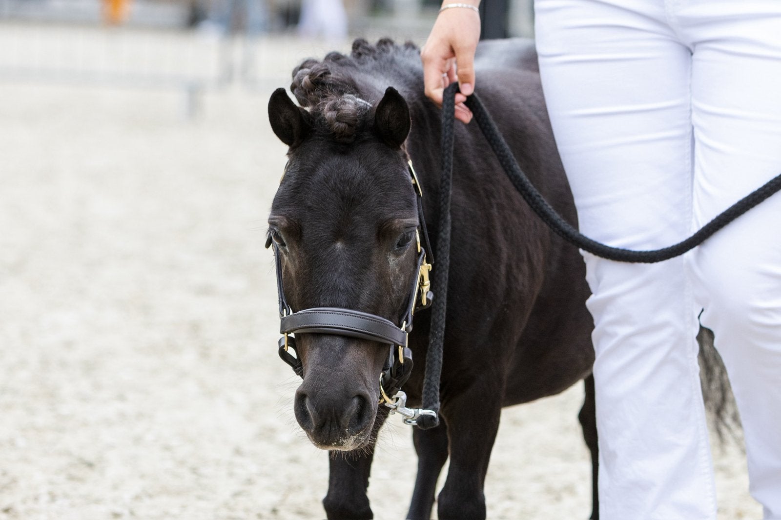 Verzorg pony aangeboden, Dieren en Toebehoren